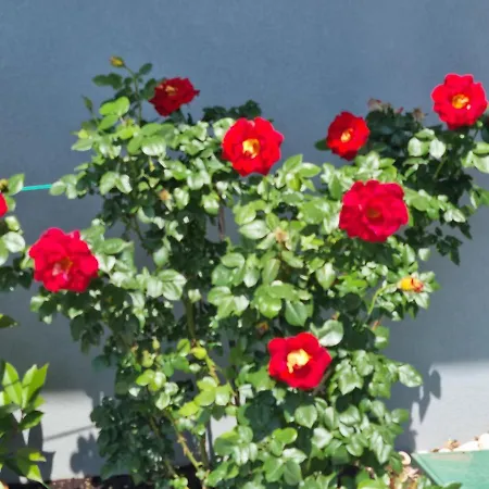 Daire Luxury Natura Malcesine